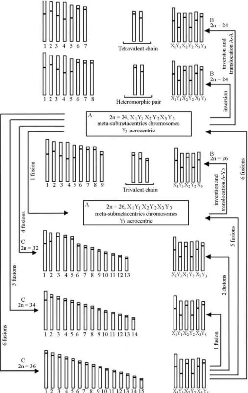 Figure 4 - Schematic representation of the different chromosome numbers observed in Euchroma gigantea and of the probable rearrangements that occurred during the chromosome evolution of this species