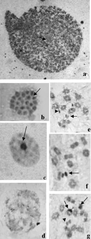 Figure 4 - Silver-impregnated testis tubules of Triatoma klugi: (a) Poly- Poly-ploid nuclei of nutritive cells of tubule wall with a silver stained nucleolus indicated by arrow; (b) Spermatogonial metaphase with chromatin fibers joining the chromosomes ind