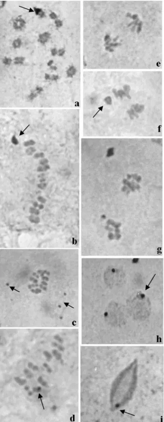 Figure 5 - Silver stained testis tubules of Triatoma klugi: (a) Diplotene- Diplotene-diakinesis, the arrow indicates a silver stained autosome bivalent; (b) Metaphase I; the arrow indicates a large remaining nucleolar mass; (c) Metaphase II, the arrows sho