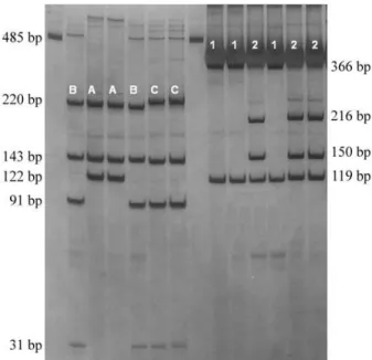 Figure 1 - Non-denaturing silver stained 12% polyacrylamide gel show- show-ing Melipona quadrifasciata cytochrome b PCR-RFLP patterns for Vsp I (haplotypes 1 and 2) and Mbo I (haplotypes A, B and C) endonucleases.