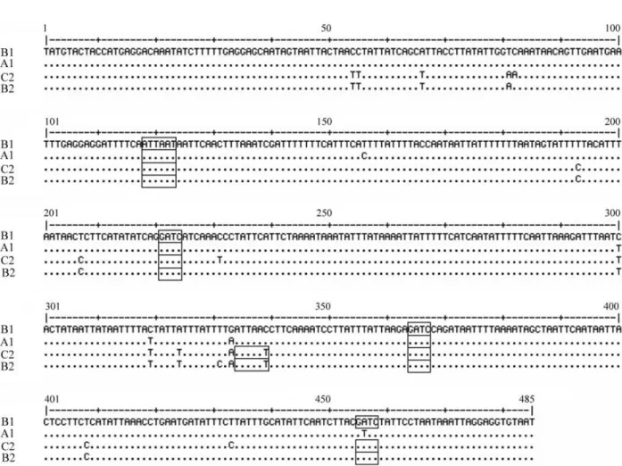 Figure 2 - DNA sequence of cytochrome b haplotypes observed in Melipona quadrifasciata quadrifasciata and Melipona quadrifasciata anthidioides samples (Accession n