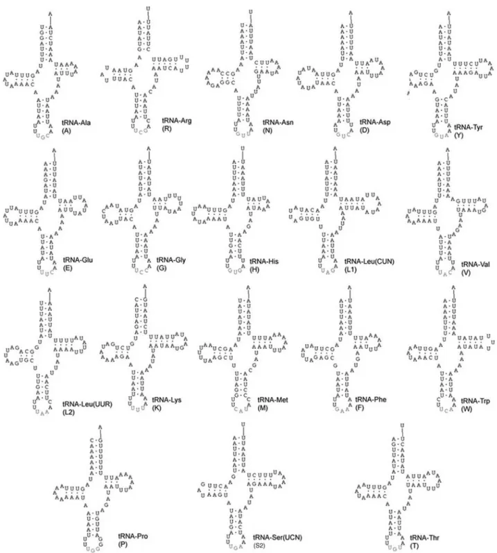 Figure 3 - Schematic representation of the tRNA secondary structures predicted from the Melipona bicolor genome