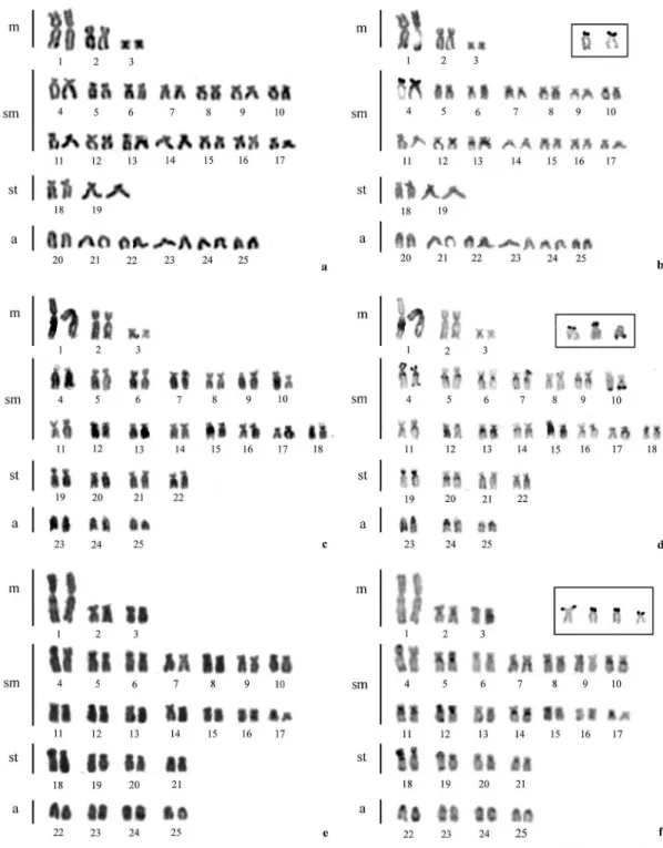 Figure 1 - Karyotypes of Astyanax altiparanae: population from the Pântano Stream after conventional Giemsa staining (a) and sequential C-banding (b); in the inset, the chromosomes with Ag-NORs