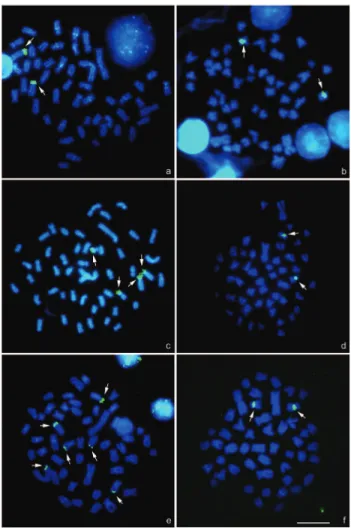 Figure 2 - Chromosome spreads of Astyanax altiparanae after FISH: (a) 18S and (b) 5S rDNA sites in the population from the Pântano Stream (c) 18S and (d) 5S rDNA sites in the Feijão Stream population; and (e) 18S and (f) 5S rDNA sites in the Jordão River p
