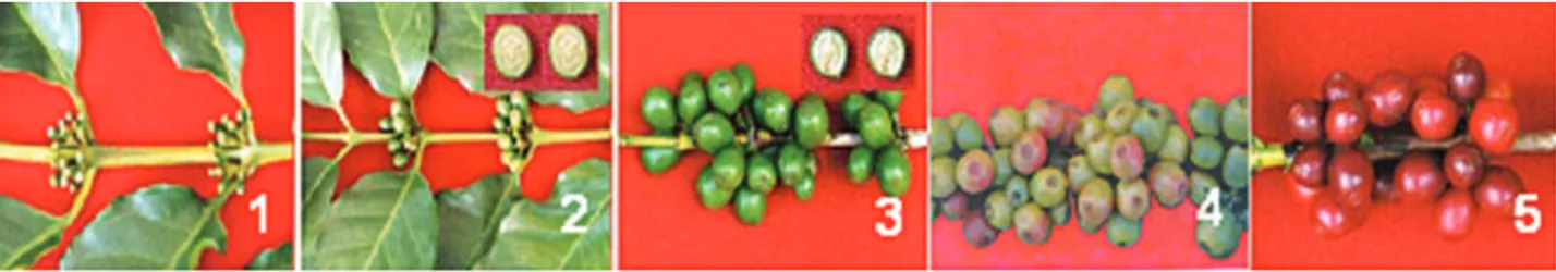Figure 1 - Phenological scale for coffee fruit development according to Pezzopane et al