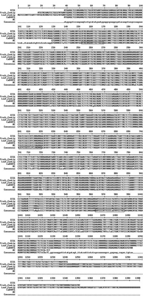 Figure 2 - Multiple alignment of caffeine synthase cDNA sequences. Fruit and leaf contigs were assembled using ESTs identified in the Coffee Genome Database (see Material and Methods)