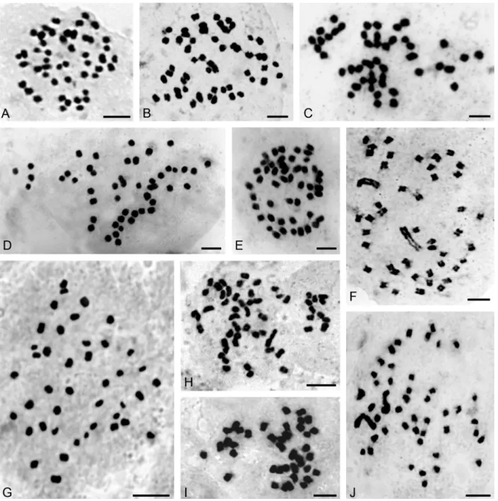 Figure 1 - Somatic chromosomes of: (A) Pelexia lindmanii (2n = 46), (B) P. ekmanii (2n = 46), (C) Sarcoglottis fasciculata (2n = 46), (D) S