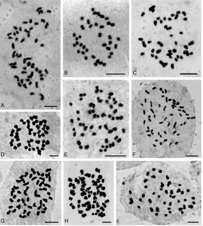 Figure 2 - Somatic chromosomes of: (A) Warrea warreana (2n = 48), (B) Campylocentrum neglectum (2n = 38), (C) Rodriguezia decora (2n = 42), (D) Cyrtopodium hatschbachii (2n = 46), (E), Oeceoclades maculata (2n = 56), (F) Zygostates alleniana (2n = 54), (G)