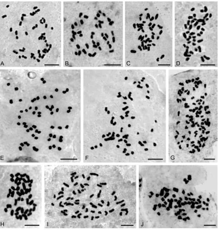 Figure 3 - Somatic chromosomes of: (A) Brassavola tuberculata (2n = 40), (B) Leptotes unicolor (2n = 40), (C), Sophronitis cernua (2n = 40), (D) Oncidium longicornu (2n = 42), (E) O