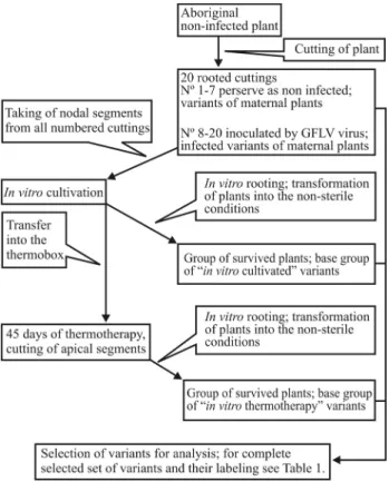 Figure 1 - Schema of the preparation of individual variants.