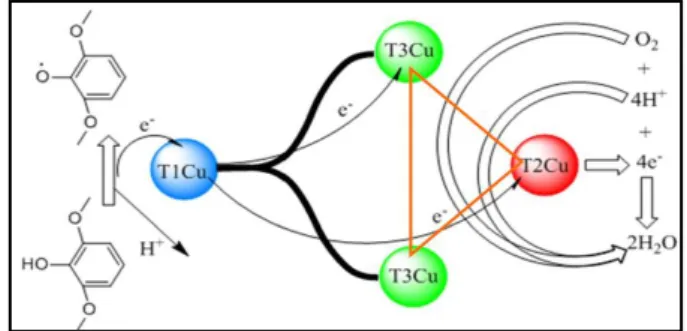 Figure 3 – Schematic representation of the electron transfer catalytic mechanism of laccases