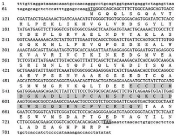 Figure 1 - Nucleotide and predicted amino acid sequence of rnf141 gene.