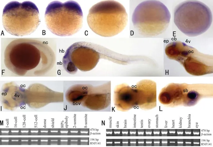 Figure 2 - Expression analysis of rnf141 in early embryos and adult zebrafish tissues