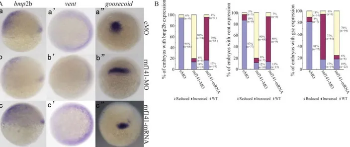 Figure 5 - Expression patterns of marker genes in injected embryos at shield stage. (A) Expression patterns of bmp2b, vent, goosecoid in embryos injected with 15 ng rnf141-5mis-MO, 12 ng rnf141-MO, or 200 pg rnf141 mRNA, respectively