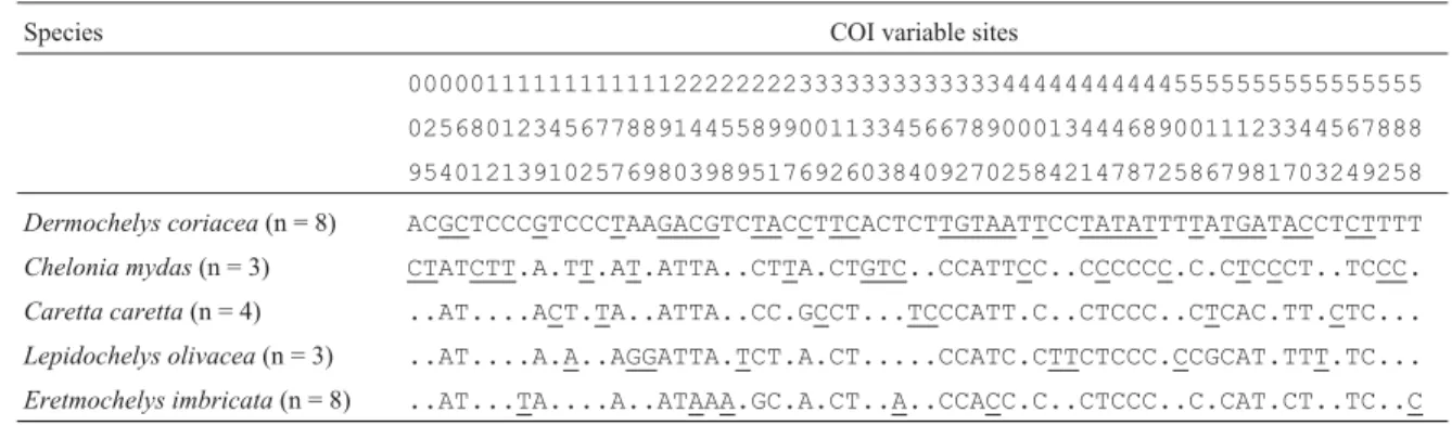 Table 3 - Autapomorphic characters (highlighted in black) found in all individuals within each sea turtle species.