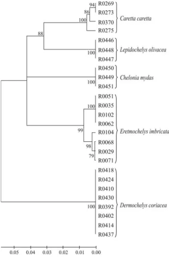 Figure 1 - Neighbor-Joining tree of 589 COI sequences for five sea turtle species. Bootstrap support values are indicated on the branches