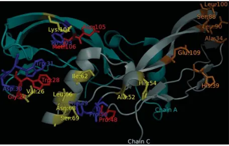 Figure 3 - Homodimeric molecule of bone morphogenetic protein-2 (BMP-2) (1es7:A and C)
