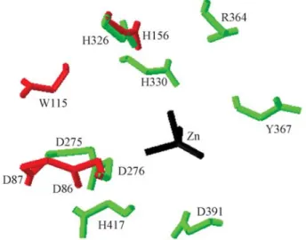 Figure 4 - Superimposed proteins SpPgdA and HmsF. The residues of SpPdgA are in green, the HmsF residues are in red and Zinc is in black.