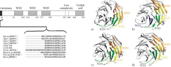 Figure 2 - Sequence-structural alignments of four Leishmania coronins. a), b), c) and d): 3D models of L