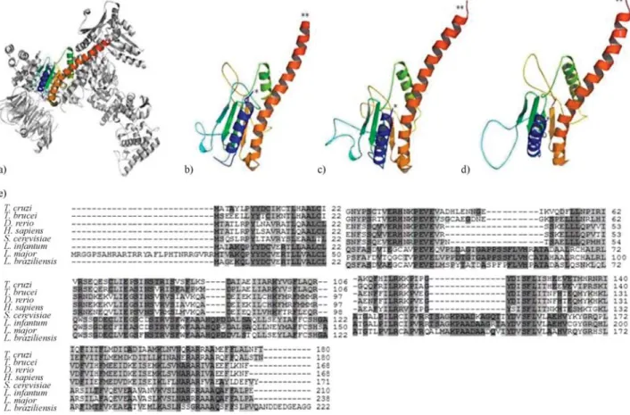 Figure 3 - 3D visualization of Arp2/3 complex modeling, including possible binding site to a coronin WDR domain at central (blue) region and multiple alignment of the amino acid sequences of Arp2/3 complex proteins from different organisms