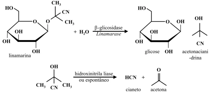 Figura 1. Degradação da linamarina 