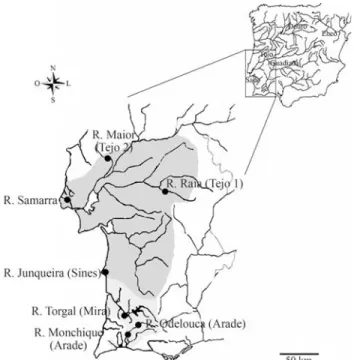 Figure 1 - Sampling localities in each drainage and geographic distribu- distribu-tion of Iberochondrostoma lusitanicum (dark grey - Samarra, Tejo and Sado drainages) and Iberochondrostoma almacai (light grey - Mira and Arade drainages).