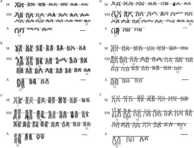 Figure 2 - Karyotypes of specimens of Iberochondrostoma lusitanicum (a-d) and I. almacai (e-f) after RE-banding (1000x): a) Samarra - HaeIII (fe- (fe-male);b) Tejo2 - AluI (female); c) Tejo1 - AluI (female); d) Junqueira - HaeIII (male); e) Odelouca AluI (