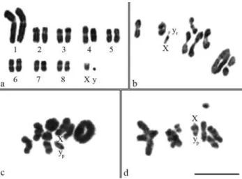 Figure 1 - Meiotic and mitotic cells of Dichotomius sericeus (a, b), D.