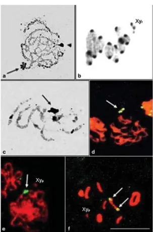 Figure 3 - Silver staining of the nucleolar organizer regions (NORs), and of the constitutive heterochromatin and rDNA sites in Dichotomius sericeus (a, b), D
