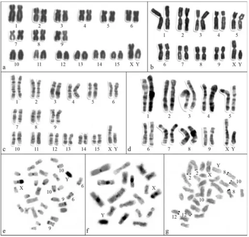 Figure 1 - Karyotypes of (a, c, e) Juliomys sp (2n = 32; NF = 48) and of (b, d, f) J. ossitenuis (2n = 20; FN = 36) after: (a-b) conventional staining; (c-d) G-banding and (e-f) C-banding; (g) nucleolus organizer regions (Ag-NORs) in Juliomys sp (2n = 32, 