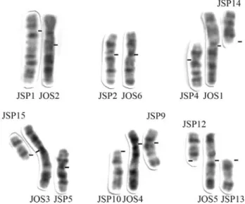 Figure 2 - Comparison of the G-banded chromosomes of Juliomys ossitenuis (JOS) and of Juliomys sp (JSP)