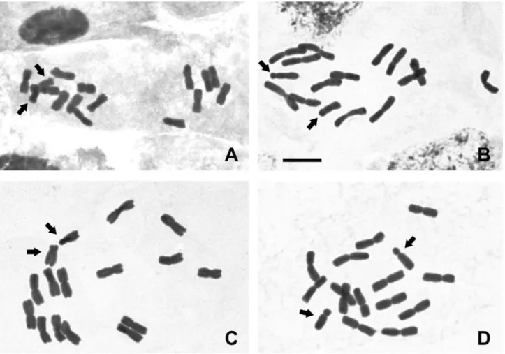 Figure 1 - Conventional staining in Cestrum species (2n = 16): C. capsulare (A), C. corymbosum (B), C