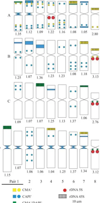Figure 4 - Idiograms with physical location of repetitive segments in Ces- Ces-trum capsulare (A), C