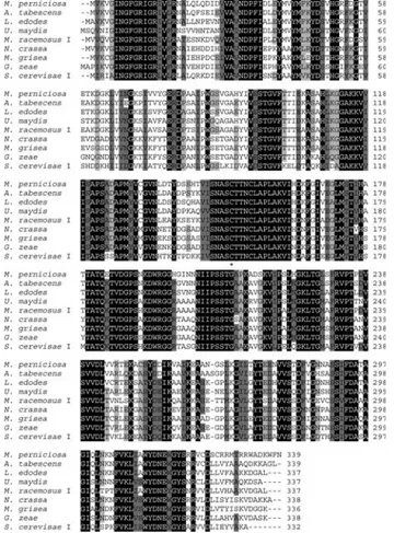 Figure 1 - Multiple alignment of the deduced amino acid sequence of M.