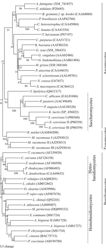Figure 2 - An unrooted phylogenetic tree showing the relationship be- be-tween GAPDH proteins from M