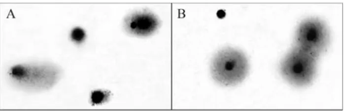 Figure 1 - A. Bottlenose dolphin leukocytes analyzed by the Comet assay.