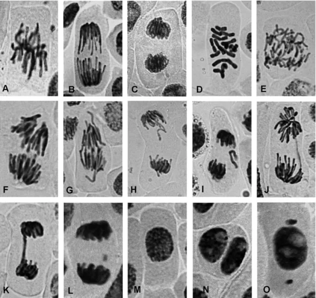 Figure 1 - Aberrations induced by Br-oxph in Allium cepa root tips: A - normal metaphase, B - normal anaphase, C - normal telophase, D,C - mitosis, E, F  Spindle abnormalities in anaphase, G  vagrant chromosome in anaphase, H, I  vagrant chromosome in anap