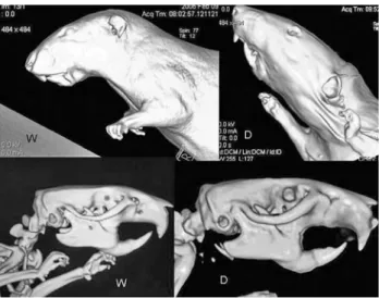 Figure 1 - CT scanning 3D reconstruction of Wistar (W) and Dumbo (D) adult rats. Upper panel: cutaneous reconstruction; lower panel: skeletal  re-construction