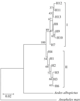 Figure 3 - Phylogenetic relationships among Aedes aegypti haplotypes, based on the neighbor-joining (NJ) algorithm under the Tamura-Nei  ge-netic distance model