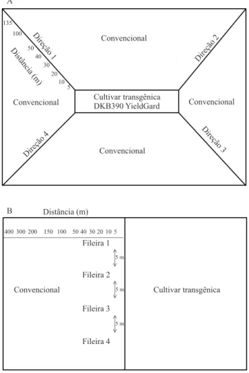 Figura  1.  Croquis  dos  experimentos  de  identiicação  de  luxo  gênico  entre  milho  transgênico  e  convencional:  A,  no Município de Itumirim, MG; B, em áreas comerciais de  monitoramento