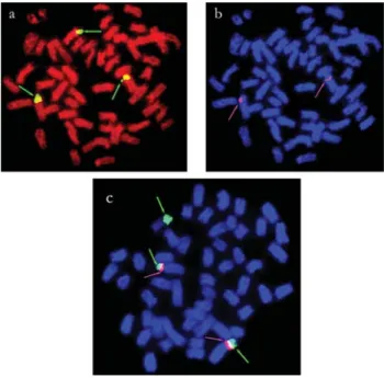 Figure 3 - Physical map of 5S rDNA sites (arrows) in metaphase chromo- chromo-somes of (a) T