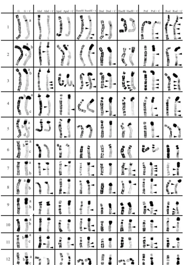 Figure 2 - Table resume of in situ restriction endonuclease digestion of Peromyscus eremicus chromosomes (2n = 48) and sequential C-banding