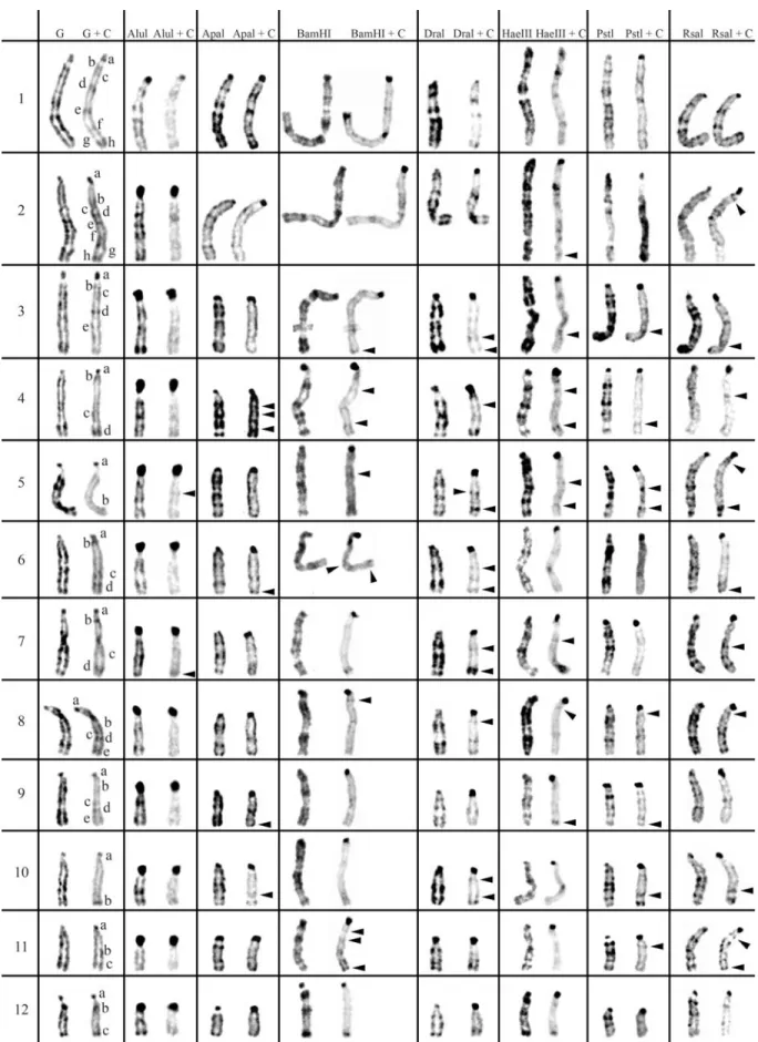 Figure 3 - Table resume of in situ restriction endonuclease digestion of Praomys tullbergi chromosomes (2n = 34) and sequential C-banding