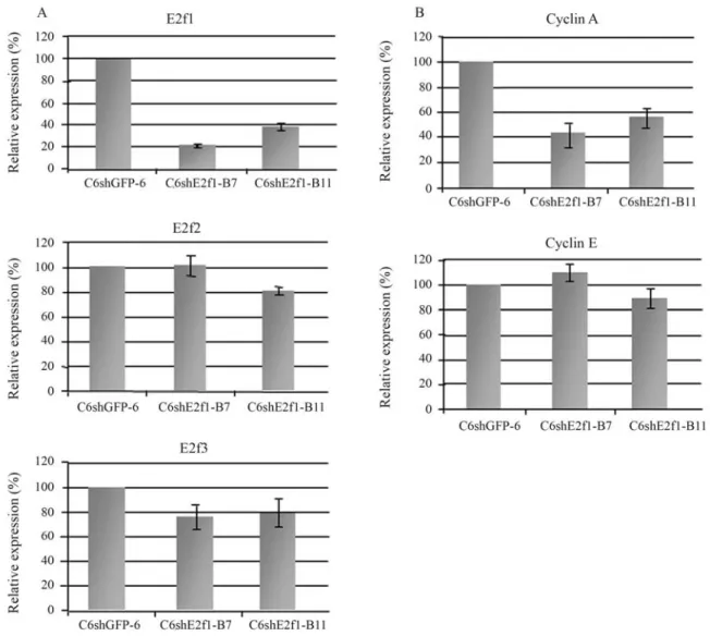 Figure 2 - (a) E2f1, E2f2 and E2f3 expression profile in C6shGFP cells, clone 6, and C6shE2f1-B clones 7 and 11