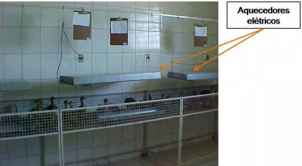 Figura 4. Sala da maternidade, mostrando as gaiolas para o alojamento de filhotes de  avestruzes recém-eclodidos