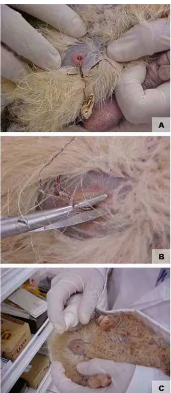 Figura 7. Manejo do umbigo de avestruzes recém-eclodidos.  A. detalhe do umbigo e  cordão umbilical
