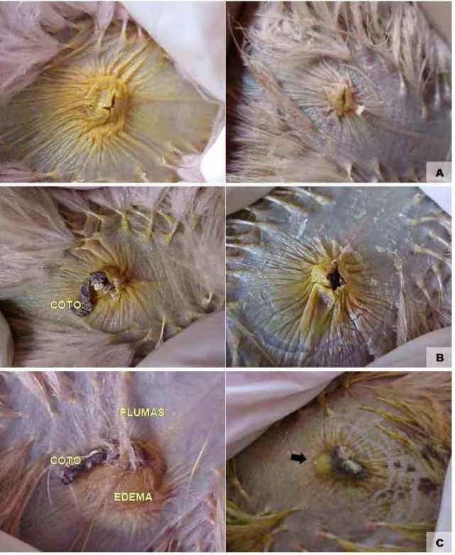 Figura 8. Cicatrização umbilical de avestruzes com 14 dias de idade. A. categoria &#34;A&#34;,  umbigo fechado, ausência de secreção e do  coto umbilical, ambas as fotos