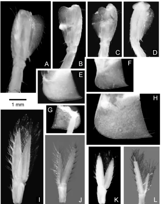 Figure 1B. Bright ¢eld microscopy photographs of morphological diagnostic characters for taxonomic identi¢cation of Gammarus spp