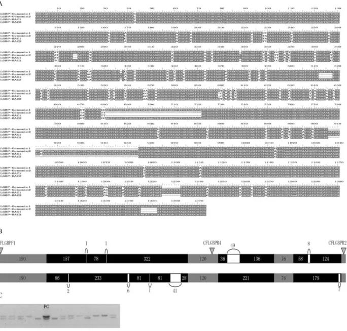 Figure 3 - Sequence variations among partial sequences of lgbp, and the development of an indel marker
