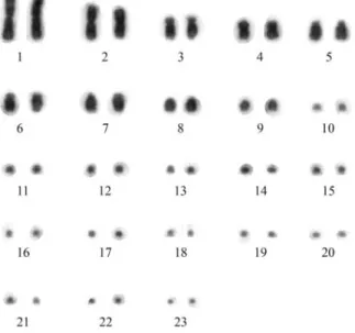 Figure 1 - Conventionally stained karyotype of Amphisbaena ridleyi, fe- fe-male, 2n = 46 (18M + 28m), from Fernando de Noronha, Pernambuco, Brazil.